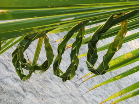 Leaf braids Leaf braids